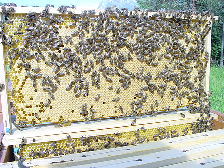 Schöne volle Brutwabe