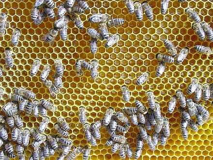 Nektar wird verarbeitet